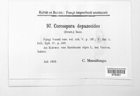 Pseudocercospora depazeoides image